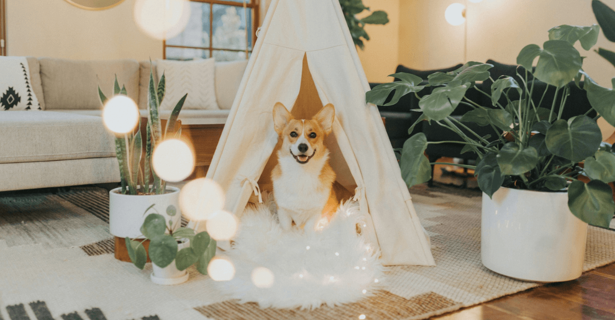 Fur-tastic Homes: The Rise of Barkitecture