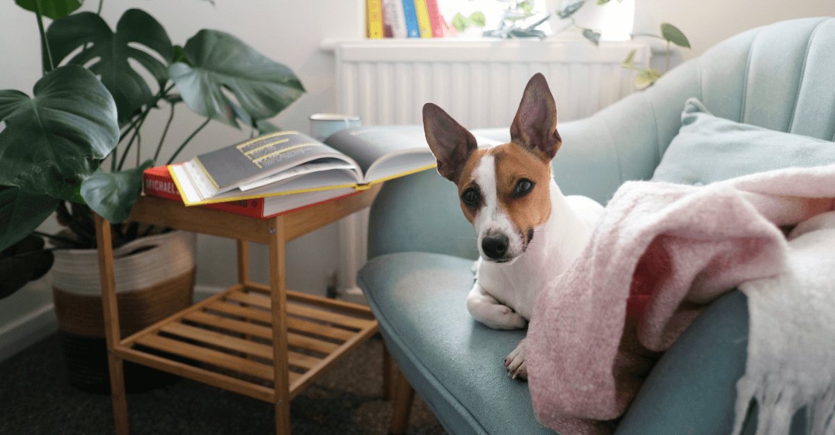 7 Best Couch Materials For Dog Parents