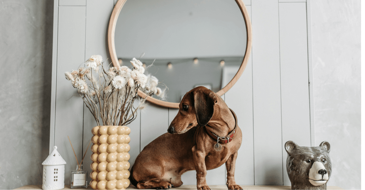 dog on top of wooden shelf