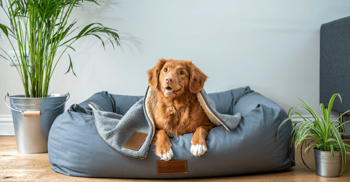 brown short coated dog on grey couch