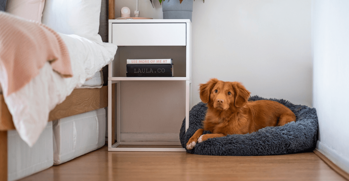 brown short coated dog lying on couch