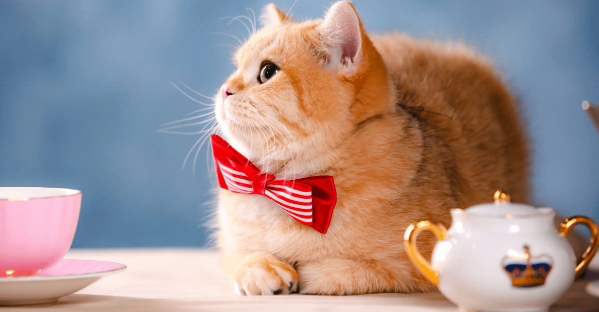 Orange cat with red and white bow