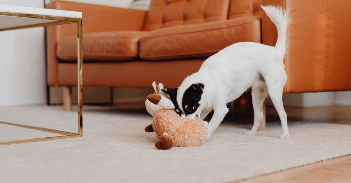 dog playing with toy in living room