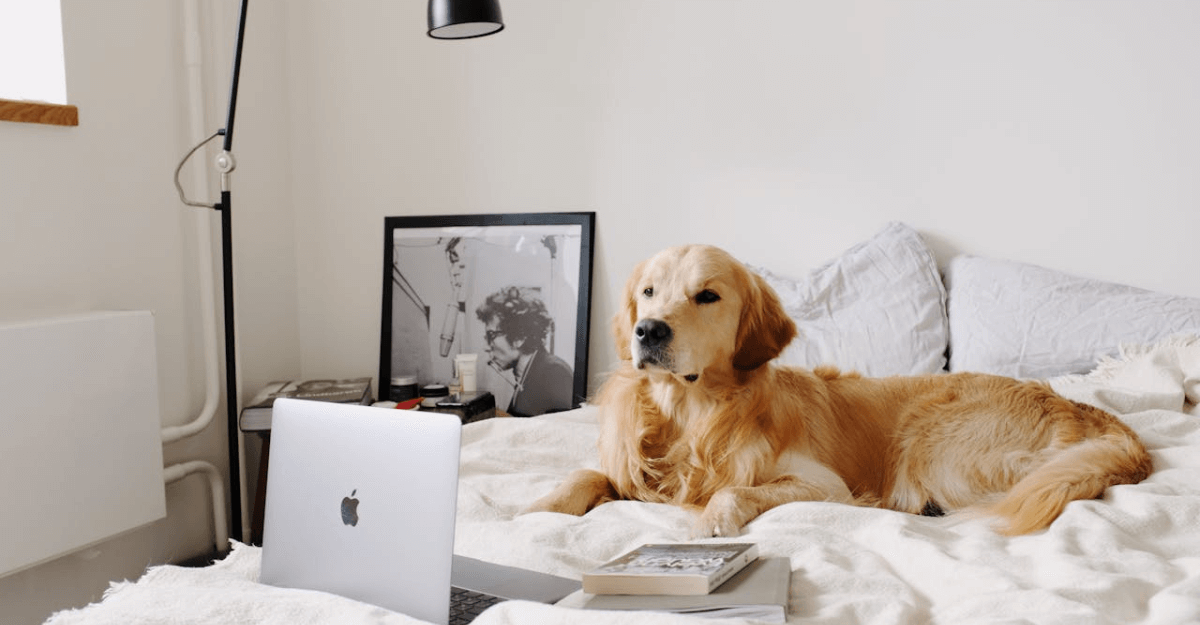 peaceful labrador resting on comfortable bed near laptop