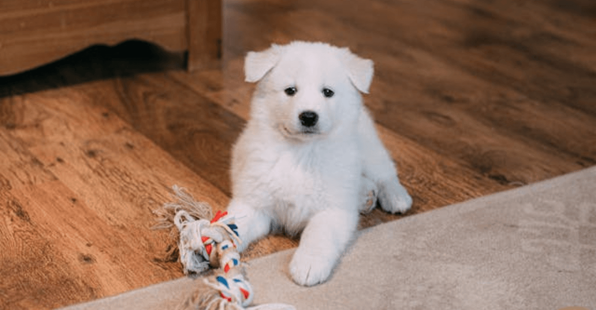 Puppy Proofing on a Budget: Affordable Tips for  Dog Parents