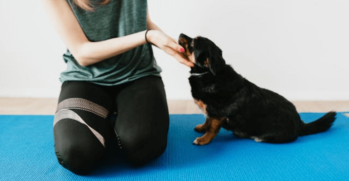 female caressing adorable dog on yoga mat