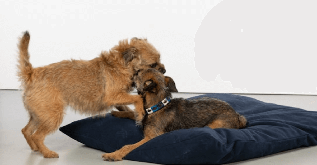 couple of dogs playing on a pillow