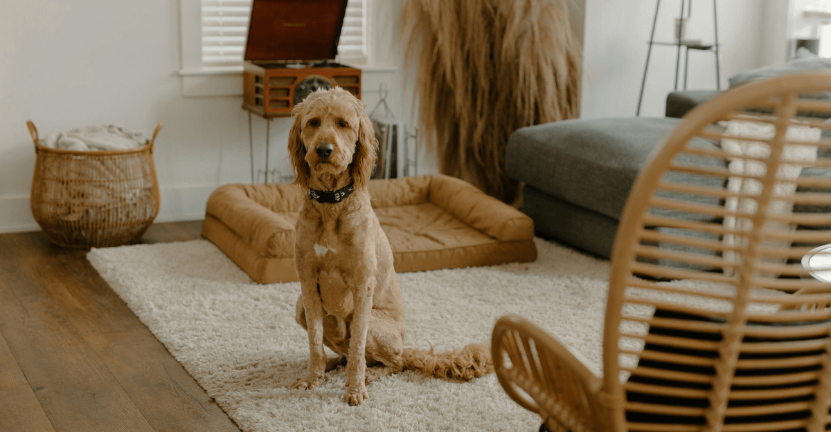 dog sitting on a rug