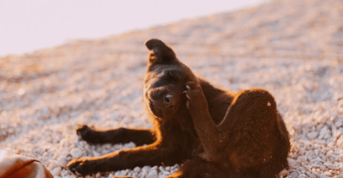 photo of a brown dog scratching its head