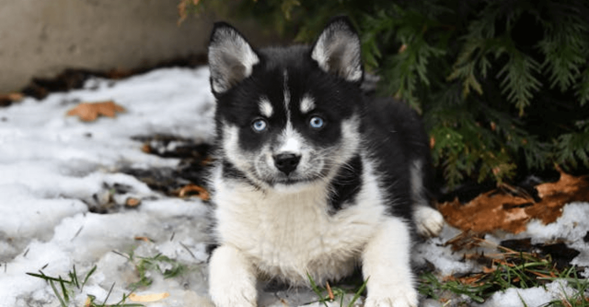 black pomsky on green grass